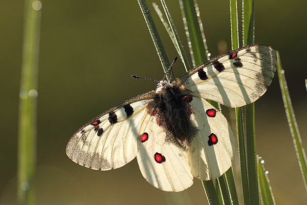 Parnassius phoebus - Small Apollo