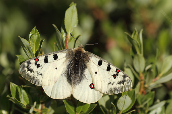 Parnassius phoebus - Small Apollo