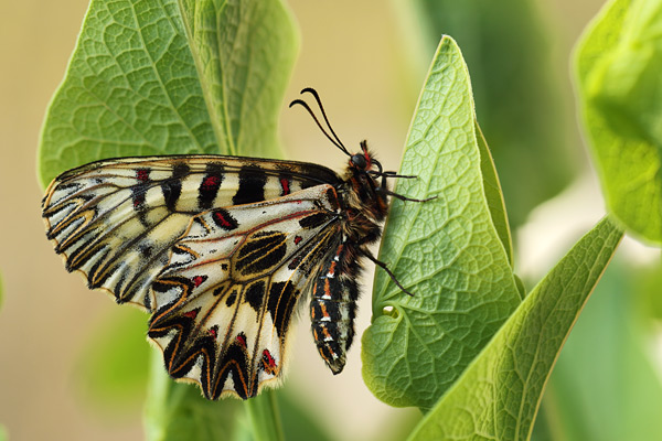 Zerynthia polyxena - Southern Festoon