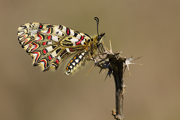 Zerynthia rumina - Spanish Festoon