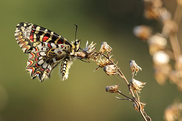Zerynthia rumina - Spanish Festoon