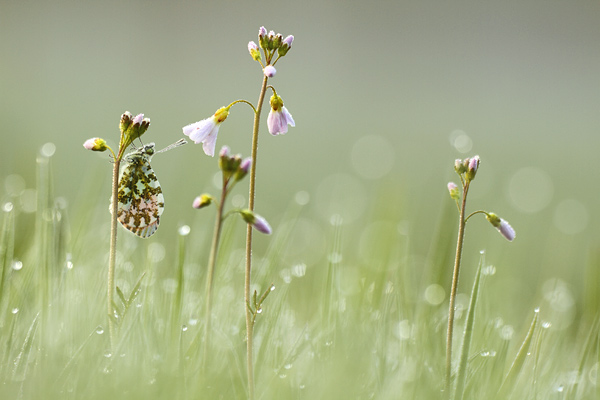 Orange tip - Anthocharis cardamines