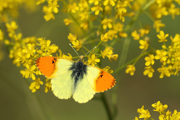 Eastern orange tip - Anthocharis damone