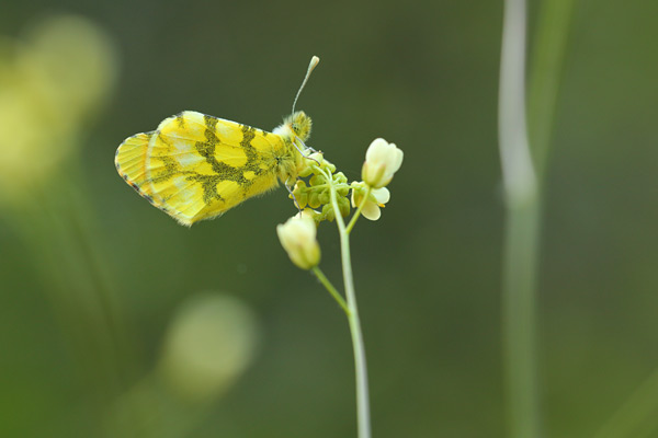 Anthocharis euphenoides - Moroccan Orange Tip