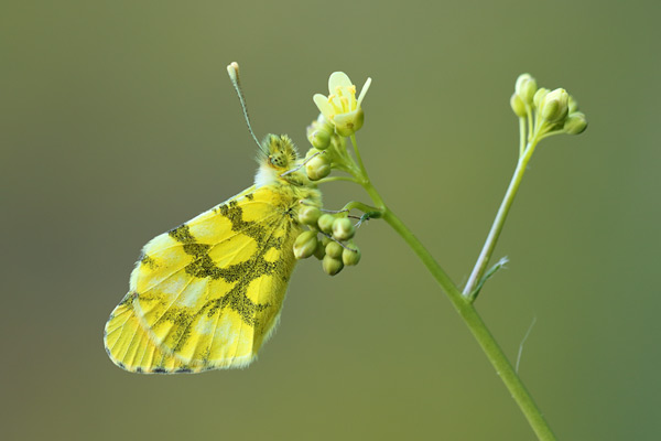 Anthocharis euphenoides - Moroccan Orange Tip