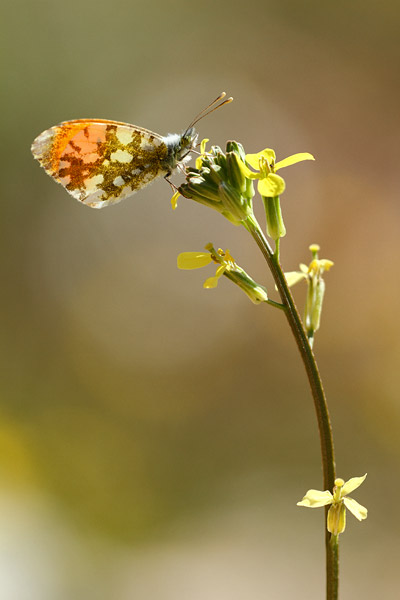 Anthocharis gruneri - Gruner's Orange Tip