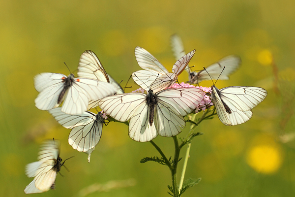 Aporia crataegi - Black-veined White