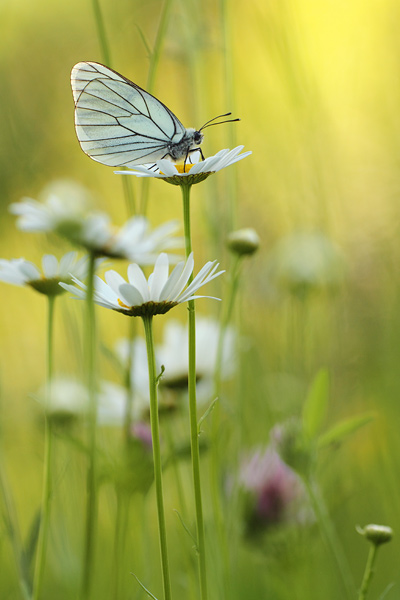 Aporia crataegi - Black-veined White