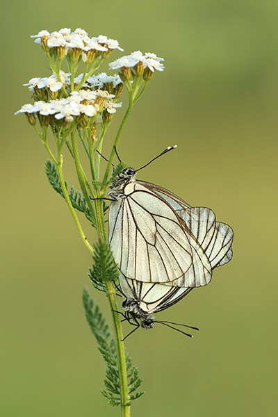 Aporia crataegi - Black-veined White