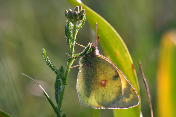 Colias alfacariensis - Berger's Clouded Yellow