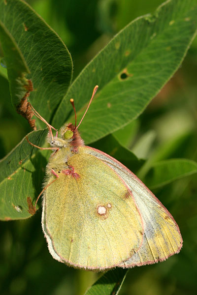 Colias alfacariensis - Berger's Clouded Yellow