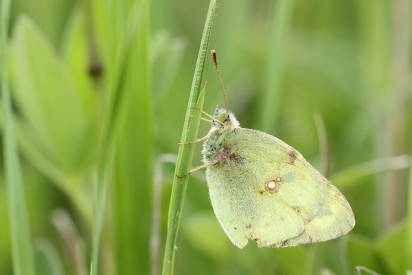 Colias chrysotheme - Lesser Clouded Yelllow
