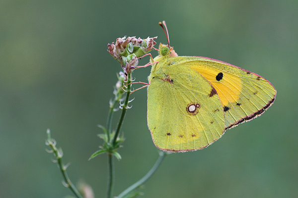 Colias croceus - Clouded Yellow