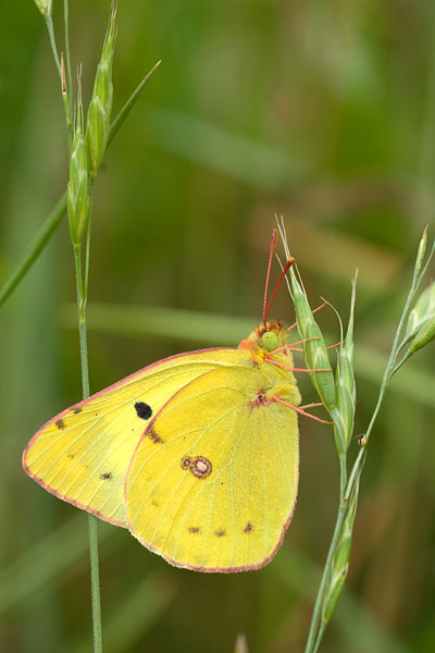 Colias hyale - Pale Clouded Yellow