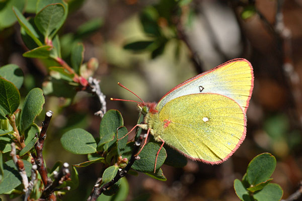 Colias palaeno - Moorland Clouded Yellow