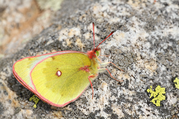 Colias phicomone - Mountain Clouded Yellow