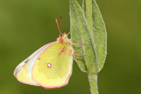 Colias phicomone - Mountain Clouded Yellow