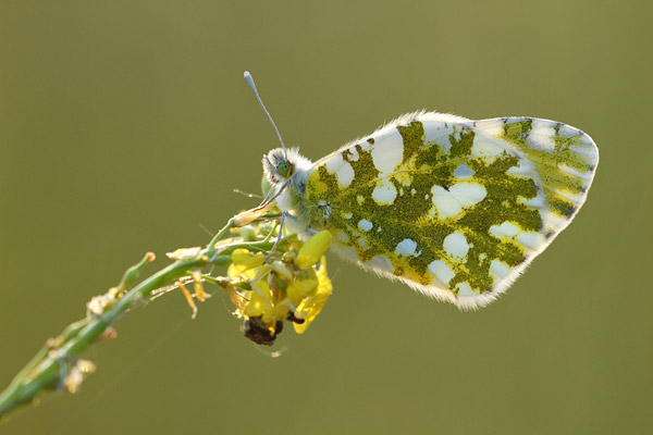 Euchloe ausonia - Eastern Dappled White