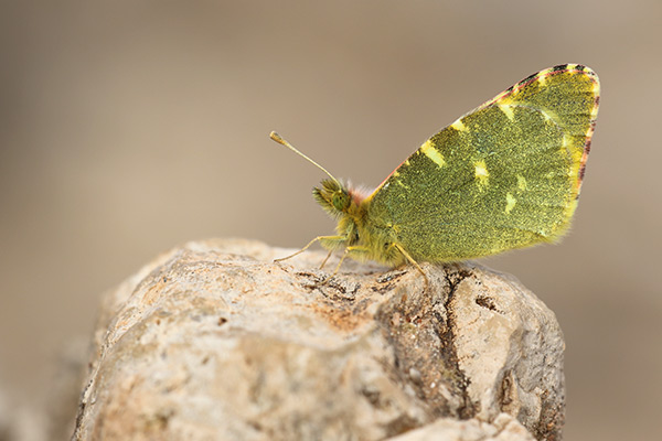 Euchloe bazae - Greenish Black-tip