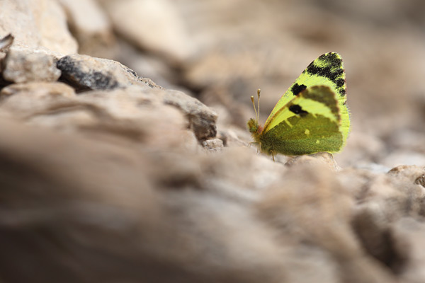 Euchloe bazae - Greenish Black-tip