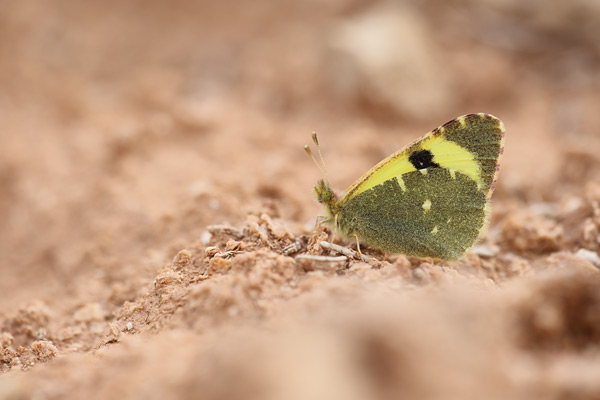 Euchloe bazae - Greenish Black-tip
