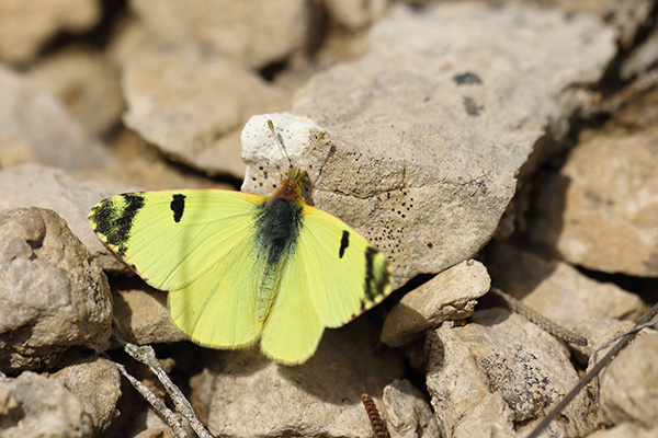 Euchloe bazae - Greenish Black-tip