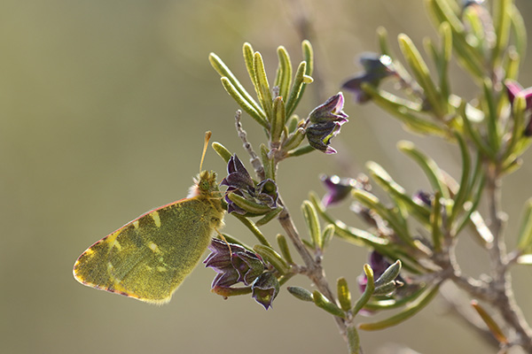 Euchloe bazae - Greenish Black-tip