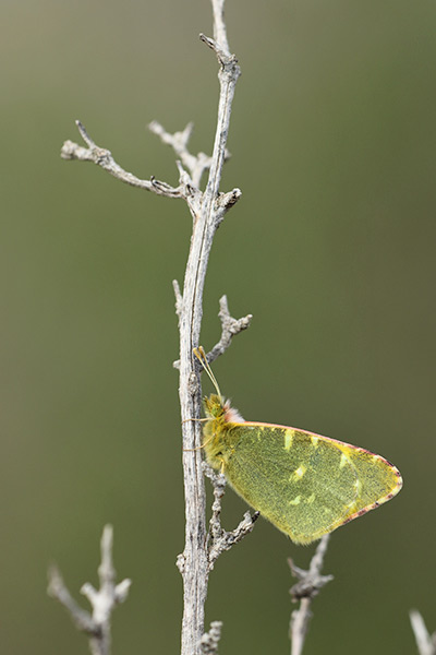 Euchloe bazae - Greenish Black-tip