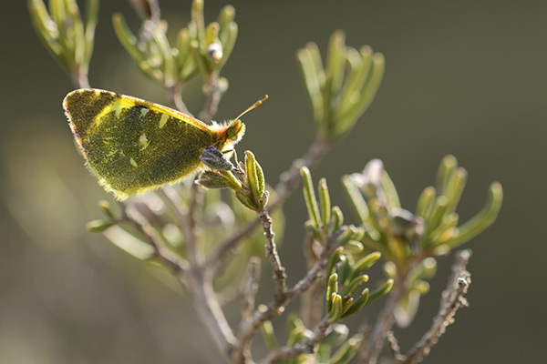 Euchloe bazae - Greenish Black-tip