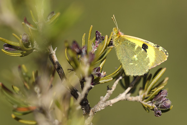 Euchloe bazae - Greenish Black-tip
