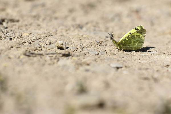 Euchloe bazae - Greenish Black-tip