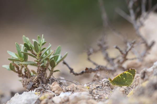 Euchloe bazae - Greenish Black-tip