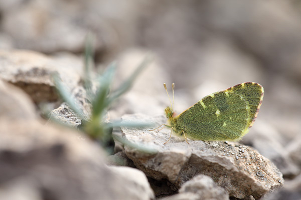 Euchloe bazae - Greenish Black-tip