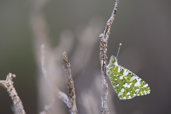 Euchloe crameri - Western Dappled White