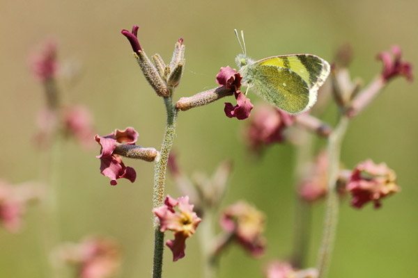 Euchloe penia - Eastern Greenish Black-tip