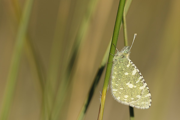 Euchloe tagis - Portuguese Dappled White