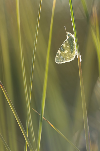 Euchloe tagis - Portuguese Dappled White