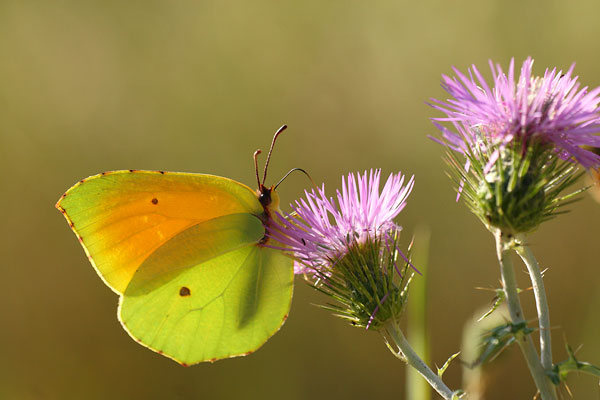 Gonepteryx cleopatra - Cleopatra