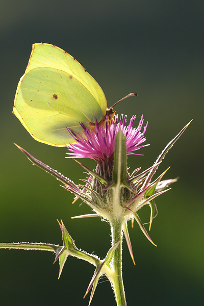 Gonepteryx cleopatra - Cleopatra
