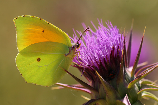 Gonepteryx cleopatra - Cleopatra