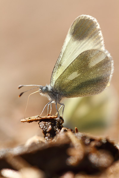 Leptidea duponcheli - Eastern Wood White