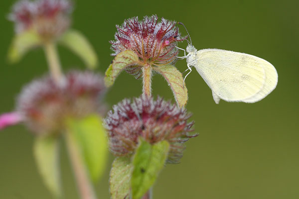 Leptidea sinapis - Wood White