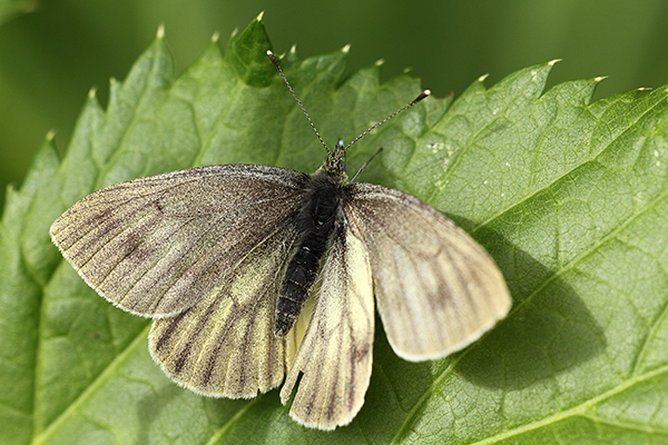 Pieris bryoniae - Mountain Green-veined White