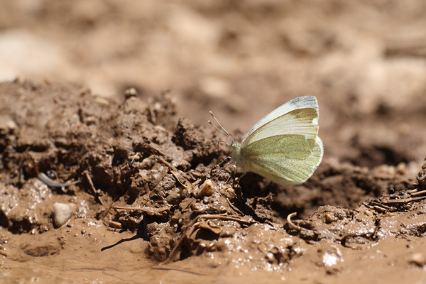 Pieris ergane - Mountain Small White