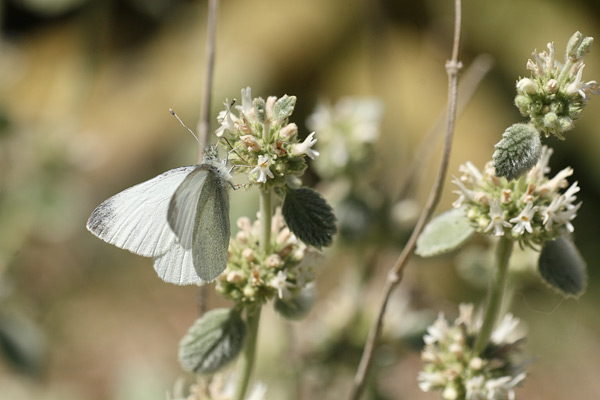 Pieris ergane - Mountain Small White