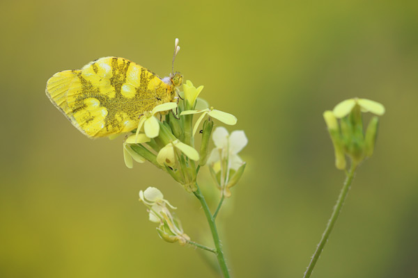 Zegris eupheme - Sooty Orange Tip