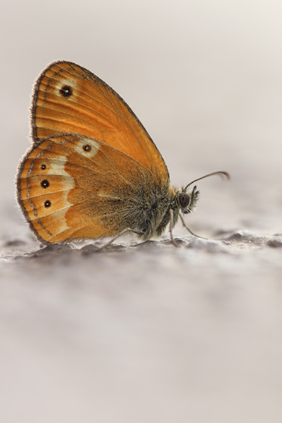 Coenonympha corinna - Corsican Heath