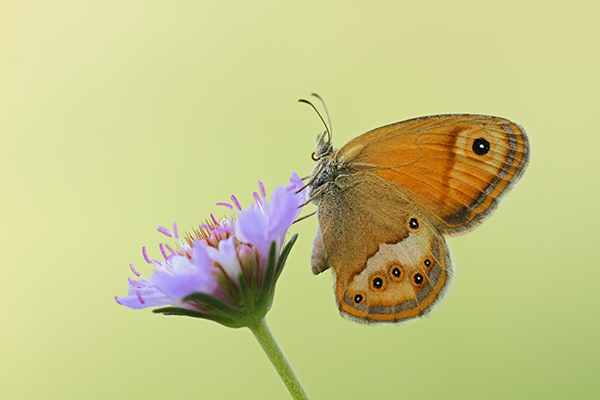 Coenonympha dorus - Dusky Heath
