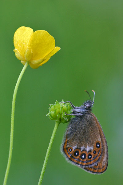 Coenonympha hero - Scarce Heath