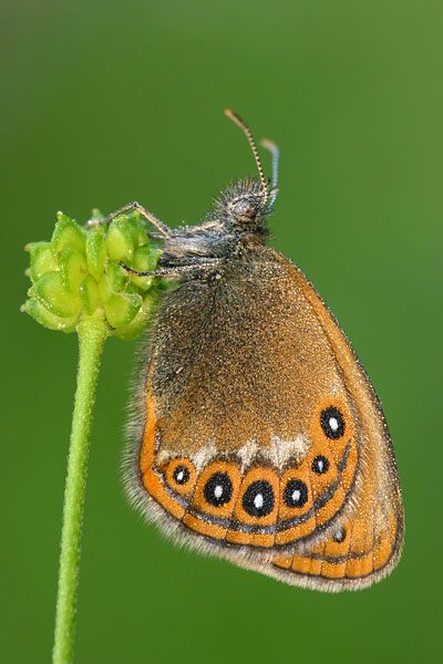 Coenonympha hero - Scarce Heath